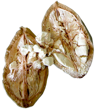 画像をギャラリービューアに読み込む, バオバブオイル(Baobab oil)