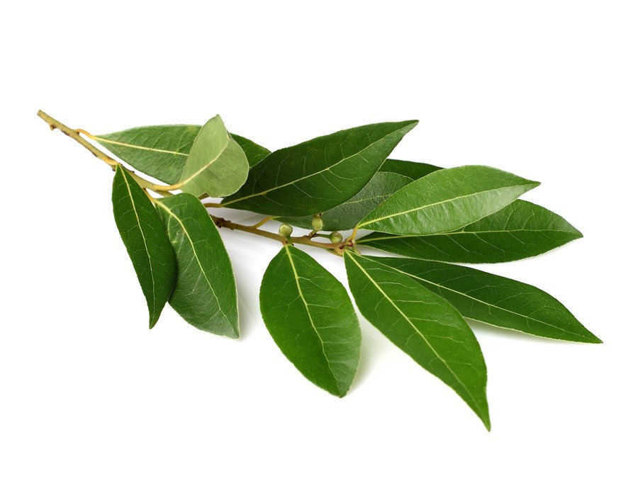 ベイローレル(Laurel leaf)エッセンシャルオイル