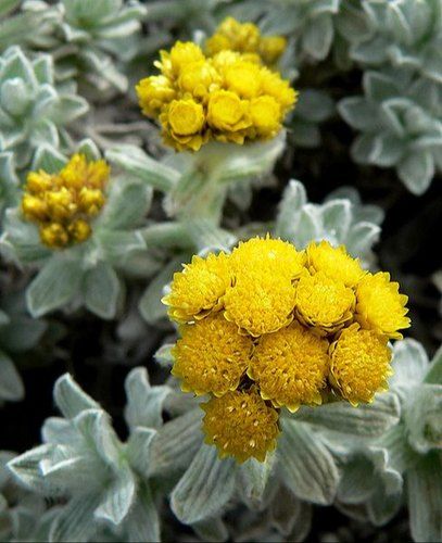 ヘリクリサム（ Helichrysum）エッセンシャルオイル