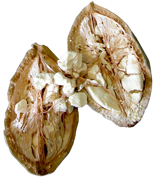 バオバブオイル（Baobab oil）