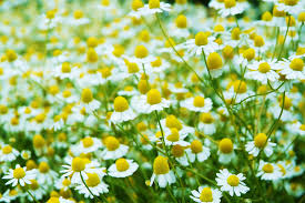 カモミールローマン(Roman Chamomile) エッセンシャルオイル