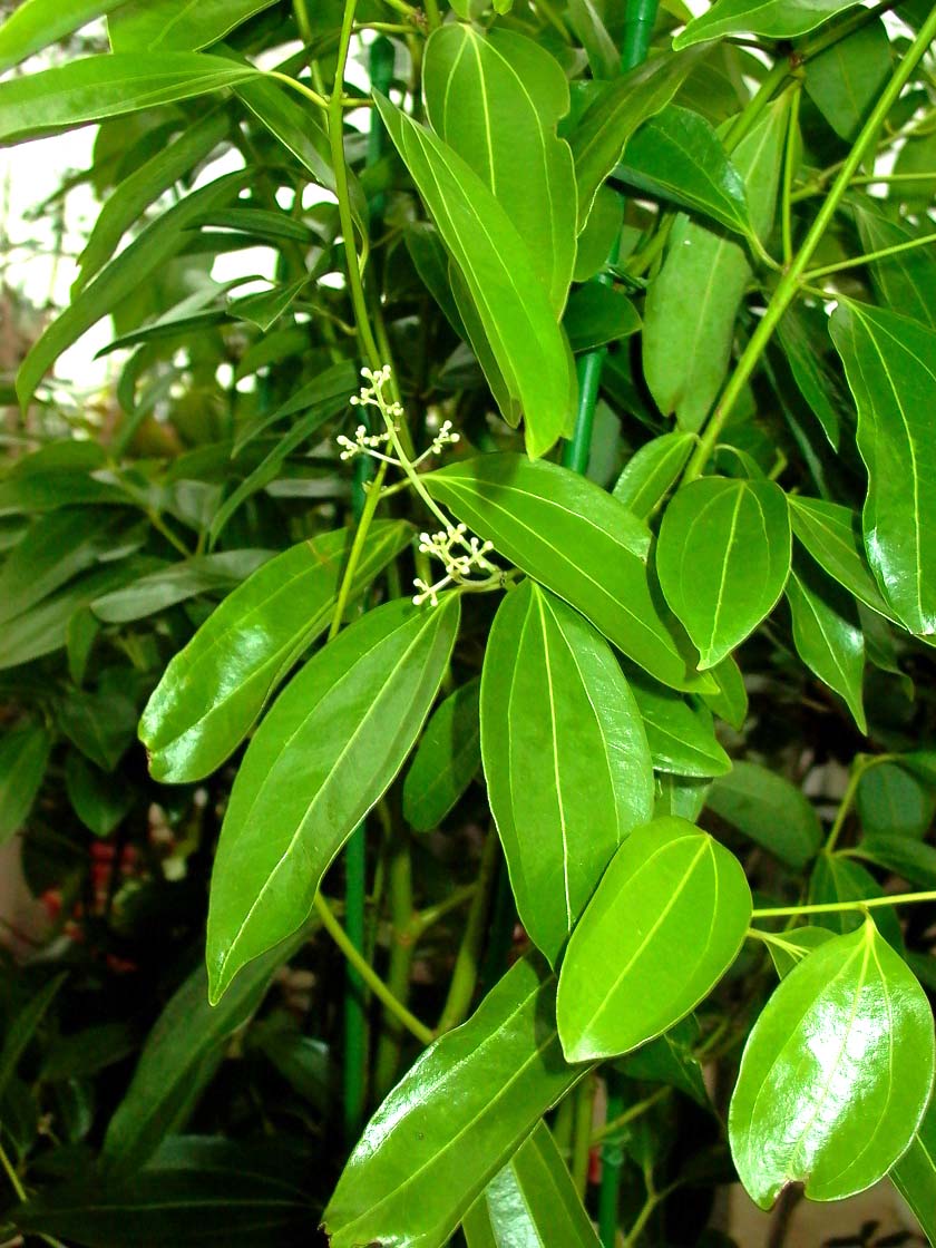 シナモンリーフ(Cinnamon Leaf) エッセンシャルオイル