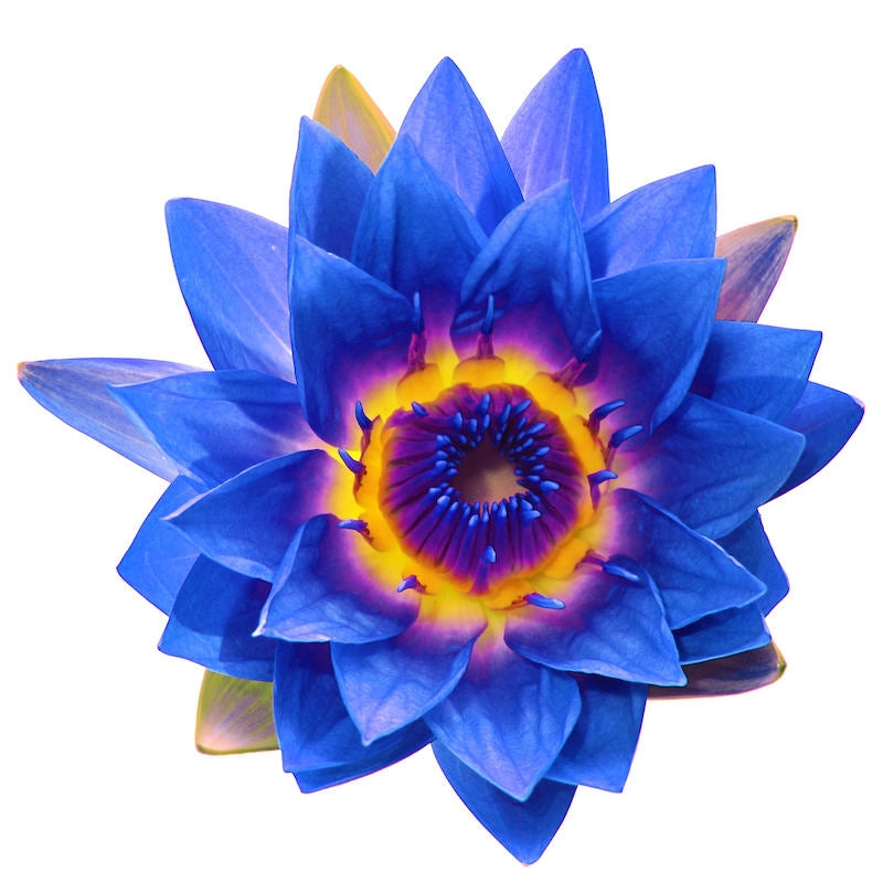 ブルーロータスAbs(Blue Lotus Absolute)  エッセンシャルオイル