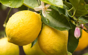 レモン(Lime)オーガニックエッセンシャルオイル