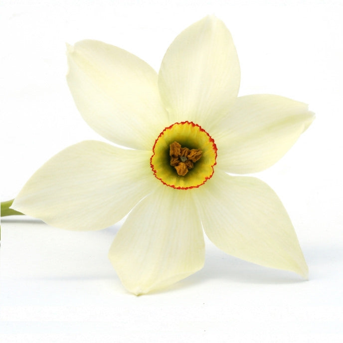 Narcissus ナルシス ナルシスAbs(Narcissus Absolute) エッセンシャルオイル – aromafactory