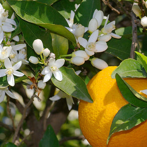 ネロリ(Neroli )エッセンシャルオイル