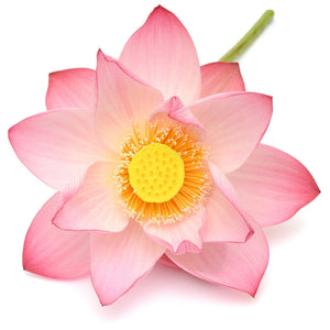 ピンクロータスAbs(Pink Lotus Absolute)  エッセンシャルオイル