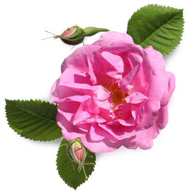 ローズAbs(Rosa damascena Absolute)  エッセンシャルオイル