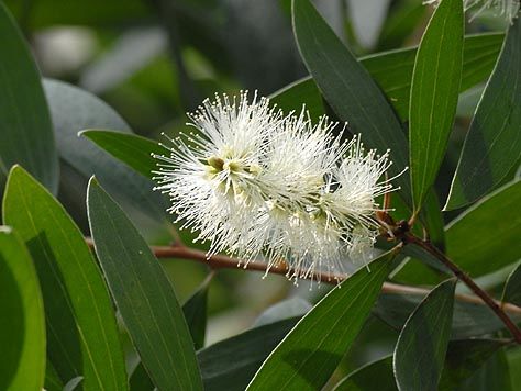 カユプテ(Cajeput )エッセンシャルオイル