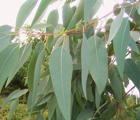 ユーカリ・グロブルス(Eucalyptus globulus)エッセンシャルオイル