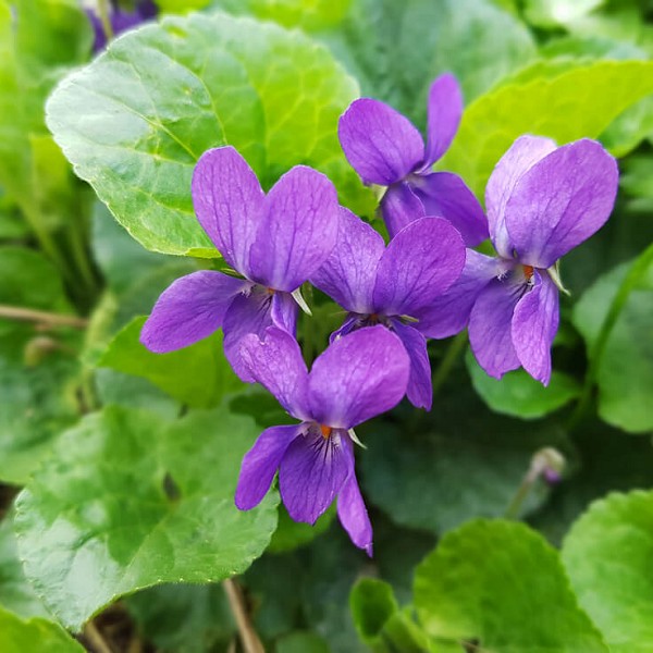 バイオレットリーフAbs(Viola Leaf  Absolute)  エッセンシャルオイル