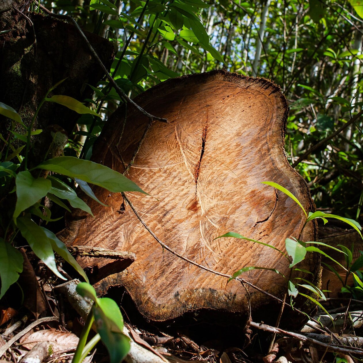 ローズウッド エッセンシャルオイル 5ml rosewood まぼろし ローズウッド エッセンシャルオイル 5ml rosewood まぼろし ローズ